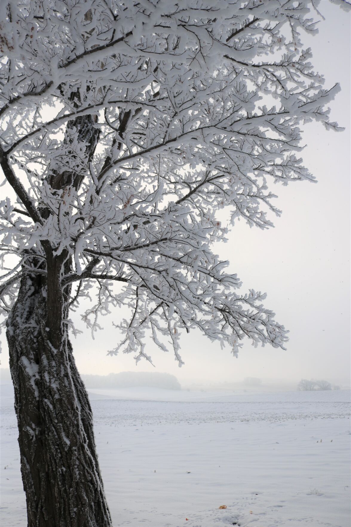 Winter frost is shown on a tree in Winnebago County..JPG
